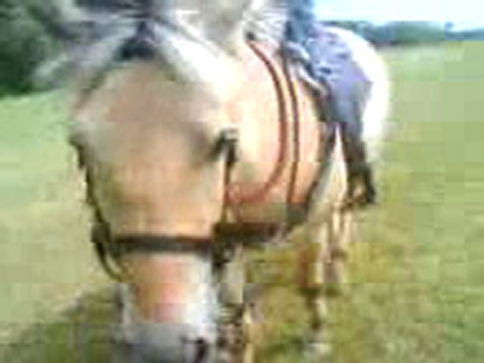 rocco me suis