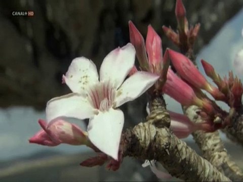 NATURALEZA - PLANTAS Y FLORES EN CLIMA SECO - DOCUMENTAL