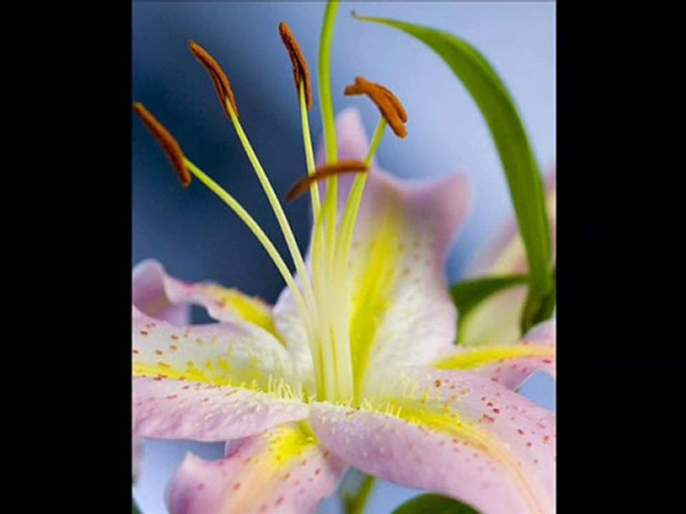 Nalan ALTINORS - Beklenen Sensin