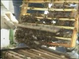 Arı Ailesi ve Arılarda Yaşam Düzeni (yay-çep)