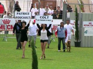 Colt au Paradis d'Orsy, finale Ring 2010 Mauguio