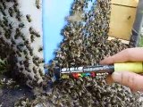 essaim abeilles cheminée toiture pointage reine 2