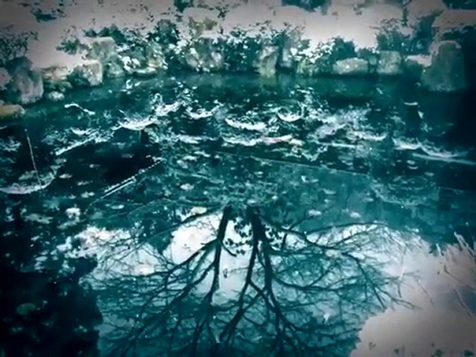 Does the cherry tree know ..