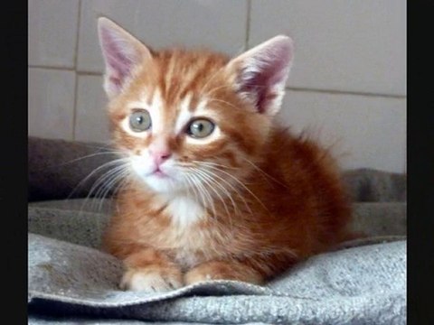 Bienvenue à la nurserie du refuge des Amis des Bêtes