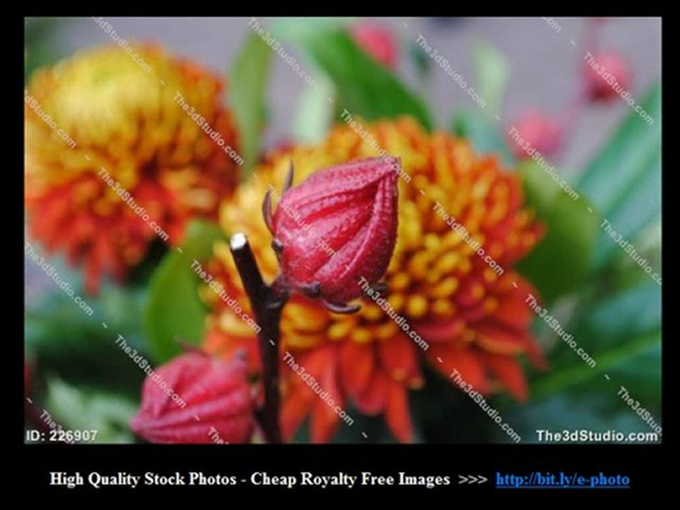High Quality Stock Photos -- (( Cheap Royalty Free Images ))