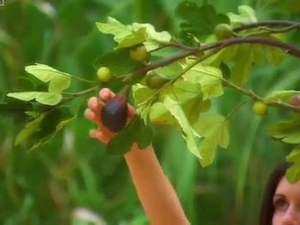 Apple Malus