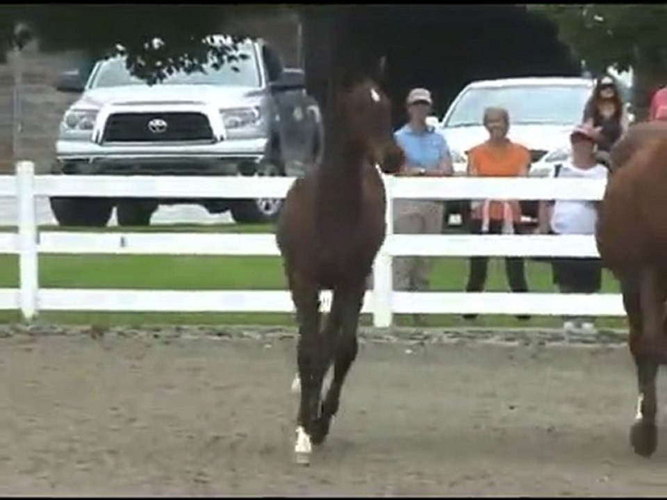 hanoverian horses for sale - creekview farm 678-232-6008