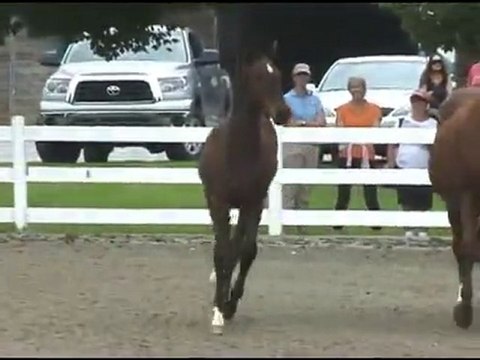 hanoverian horses for sale - creekview farm 678-232-6008