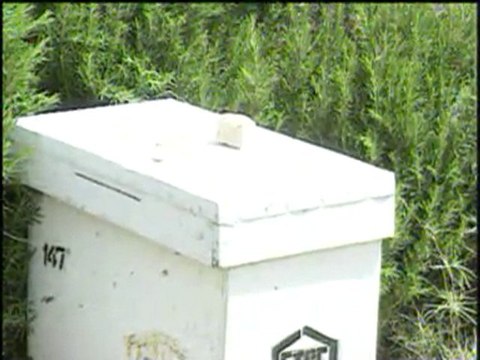 Ana Arı ve Arı Sütü Üretimi