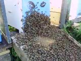 essaim abeilles cheminée toiture pointage reine 1