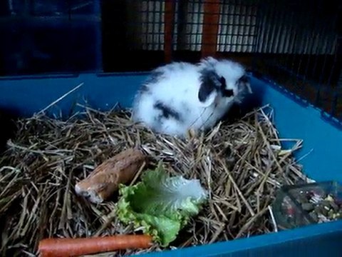 MOV01919 lapin bélier teddy angora