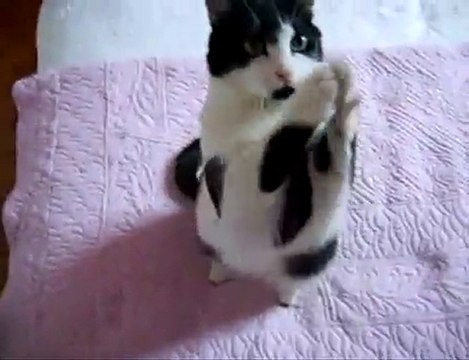 Chat Qui Prie Video Dailymotion