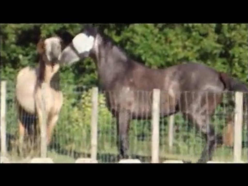 Rencontre Tiboy Suerte