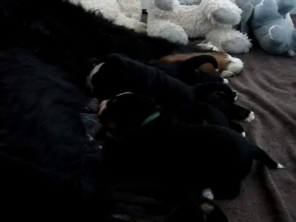 portee-chapxdjazz-2010 - une têtée !