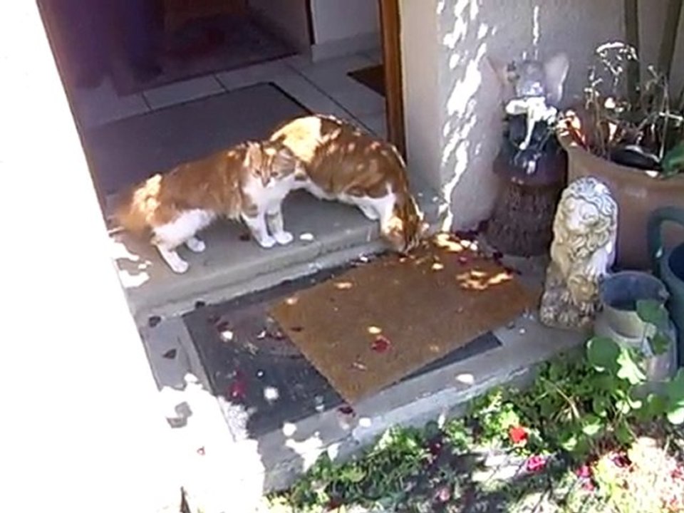 1ère sortie des chatons