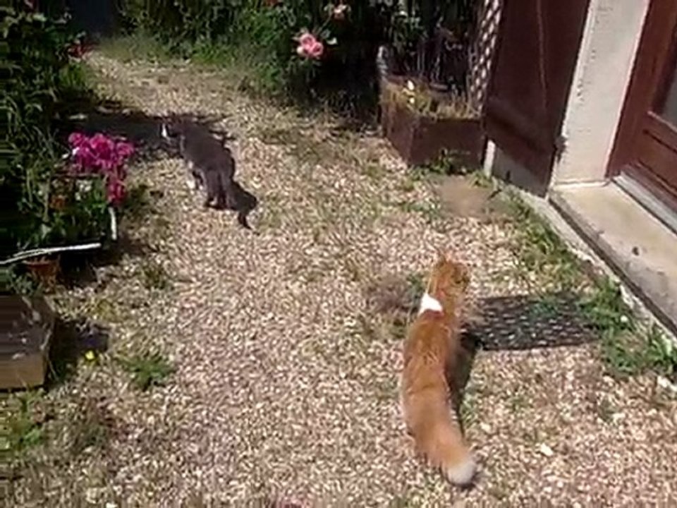 1ère sortie des chatons