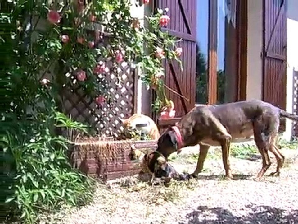chatons 1ère sortie