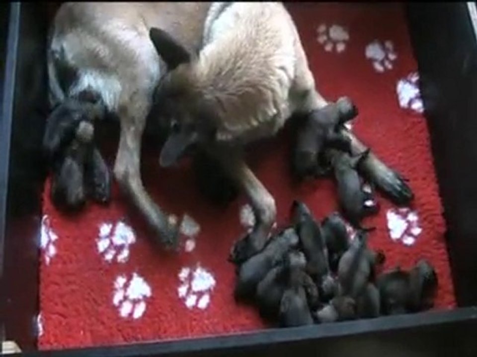 Chiots Déclic 1 jour