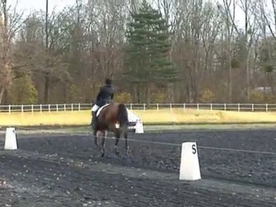 Loiseau Cheval