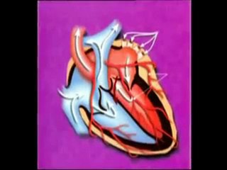 Facebook   HARUN YAHYA VİDEOLARI'nın Videoları  İskelet