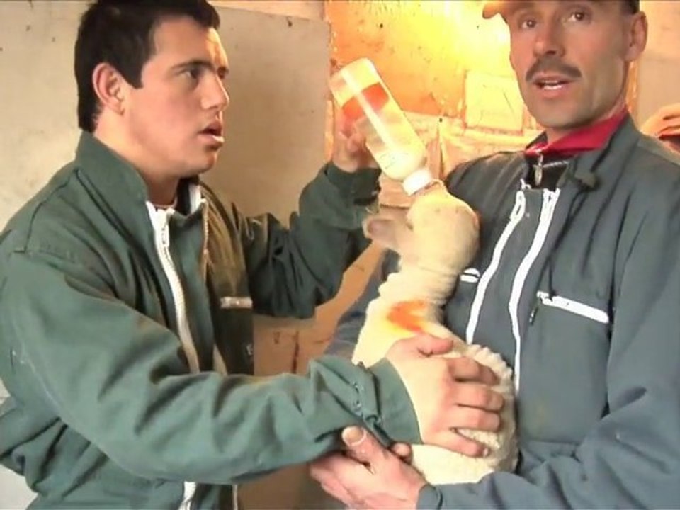 La Médiation Animale - Fondation A et P SOMMER