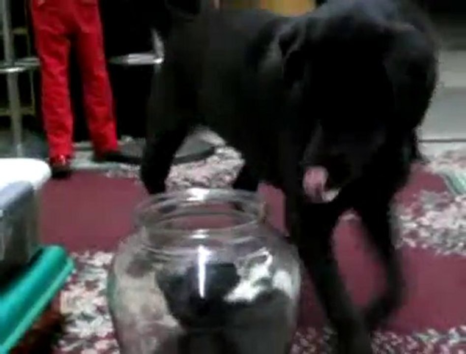 combat chien vs chat