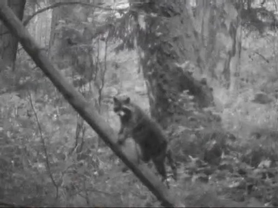 Ratons laveur à Compiègne