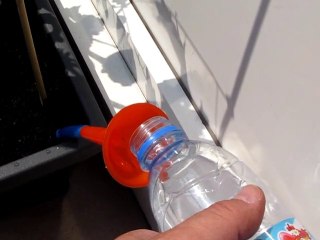 Pied de Vigne et Olivier à Dunkerque 27 juin 2010