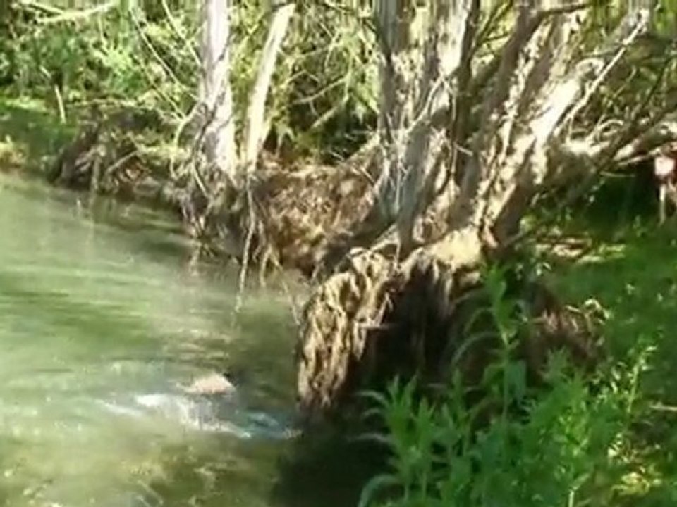 la reproduction des carpes dans leurs milieu naturel (2)