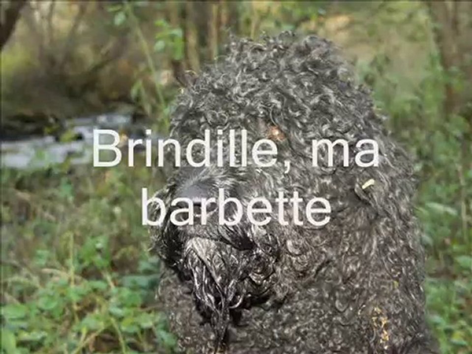 Brindille, le 27 juin 2010