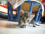 premiers pas de chaton (1)