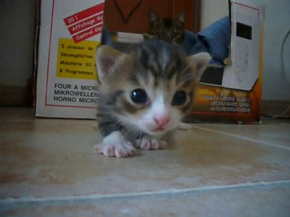 premier pas de chaton 4