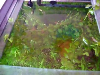 albino american white red tail lepisteslerim.