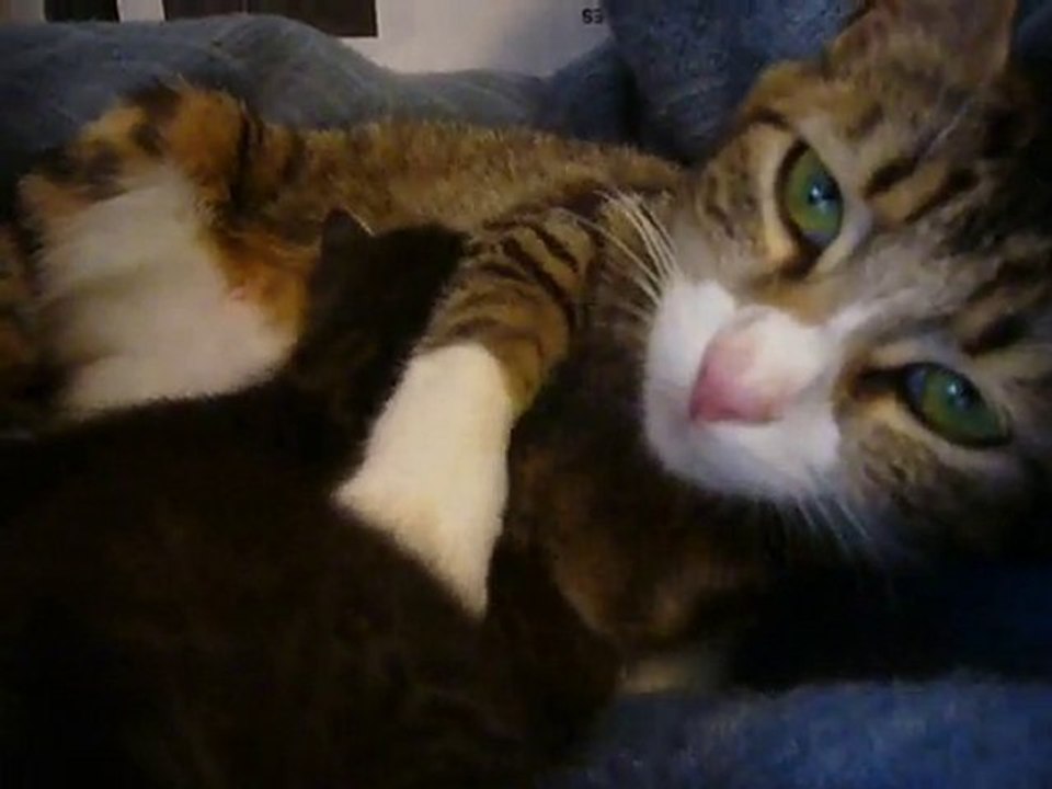 chaton
