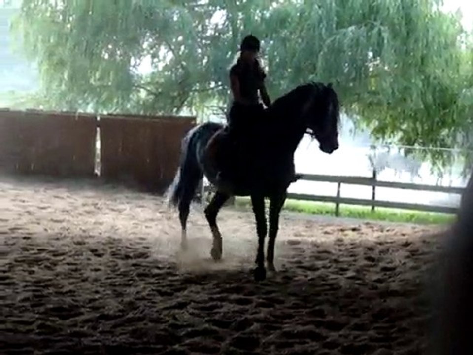 romero travail dressage juin 2010