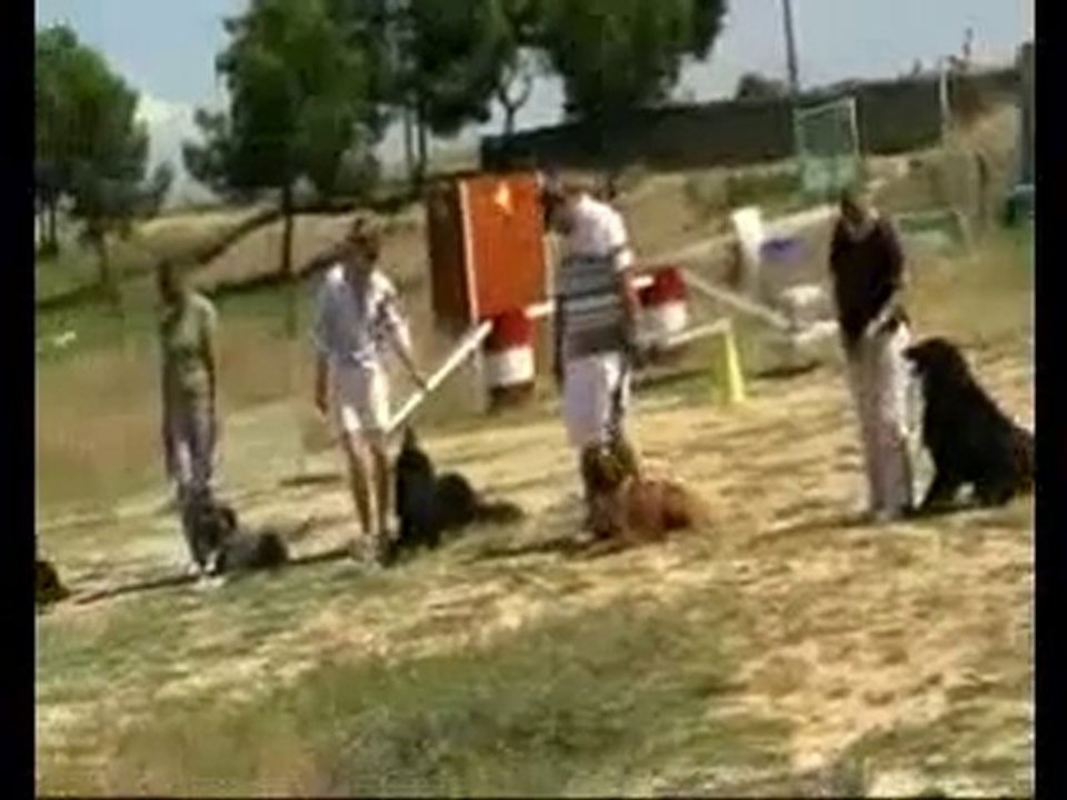 Les amis du chien boxer