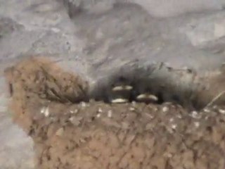 hirondelles Casteljau