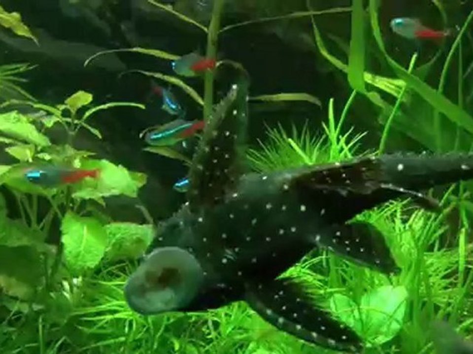 Samsung H205-Shanghai NightView & EXPO 2010