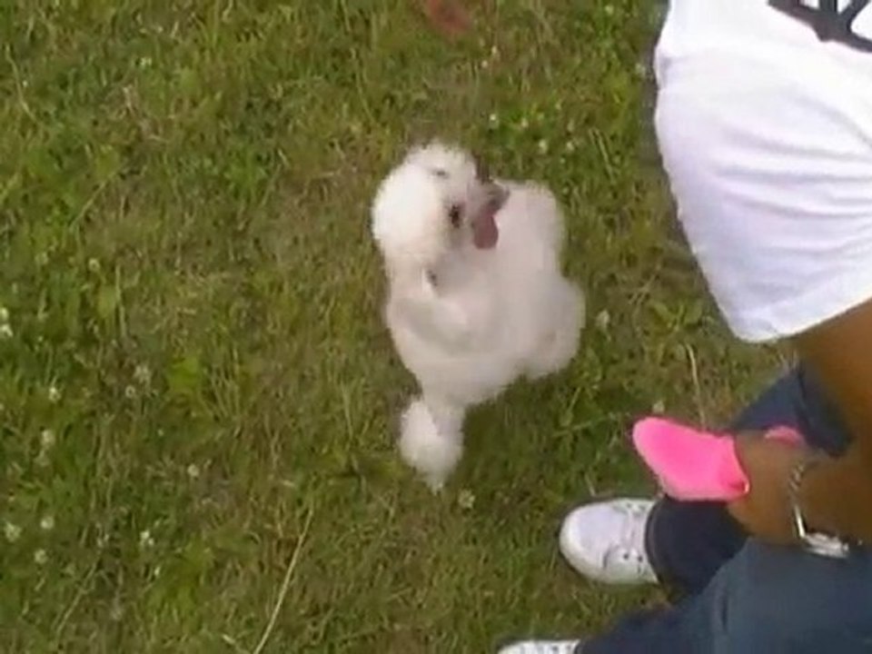 The First Back Tumbling Dogs!