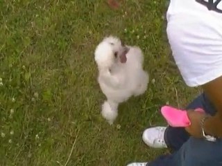 The First Back Tumbling Dogs!