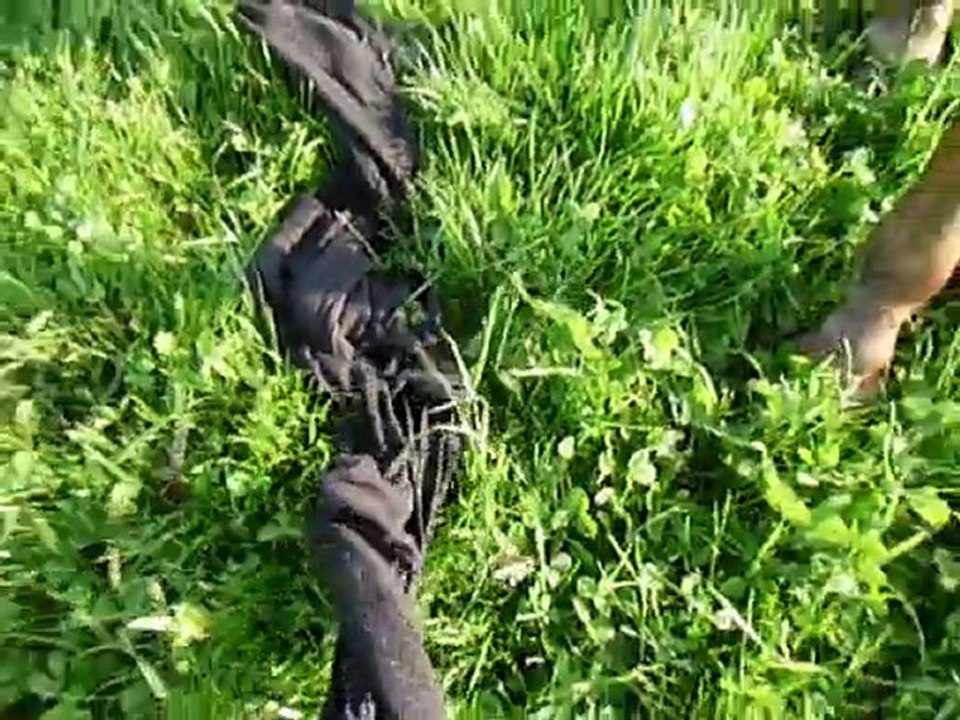 Venecio du Carel - 13 mois - juin 2010