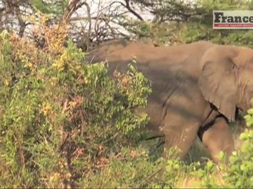 Reportour : La patrouille des éléphants