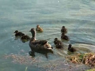 La maman cane des étangs de Cergy