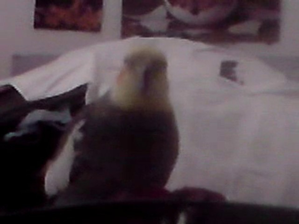 Coco 250610 Calopsite