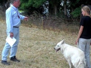 concours d'obéissance