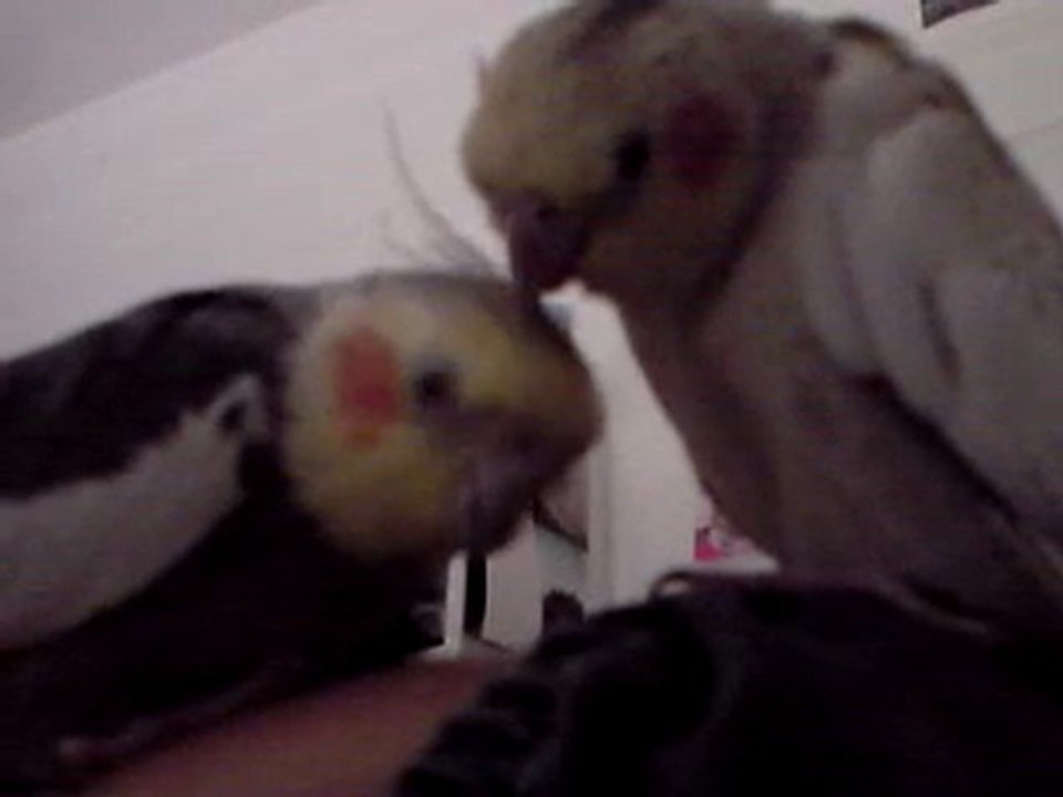 CoCo et PaLoMa 250610