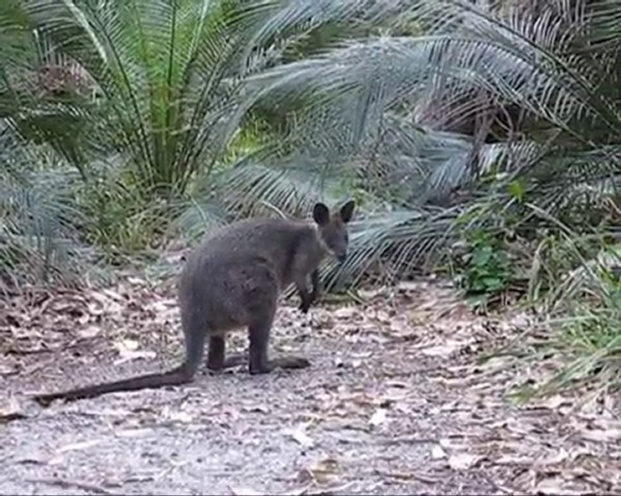 Rock Wallaby @ Mimosa Rocks National Park