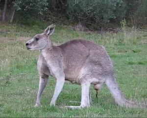 Kosciuszko National Park - Eastern Grey Kangaroos & Wombat