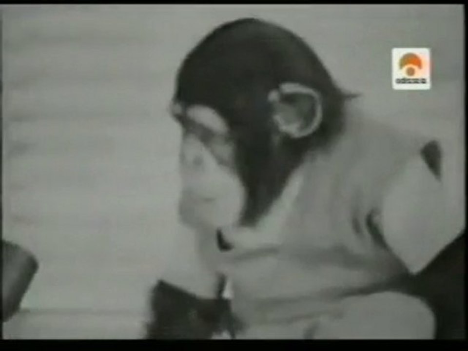 Lenguaje en chimpances: Historia