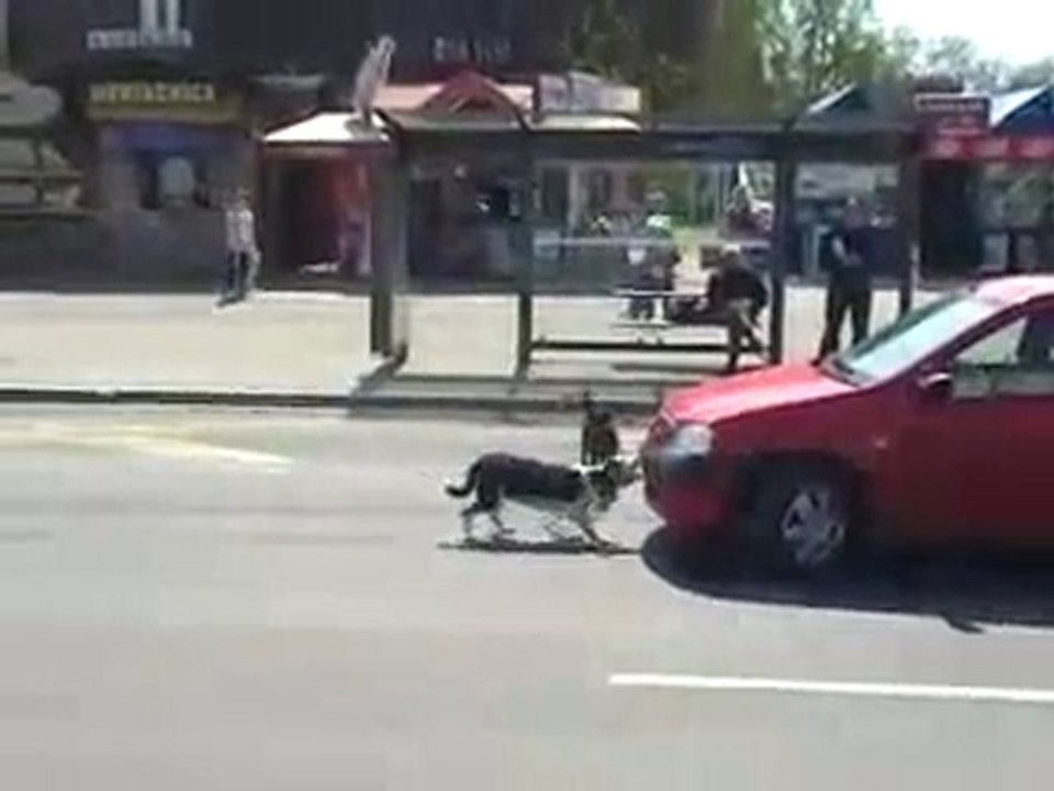 Il cane mangia targhe colpisce ancora